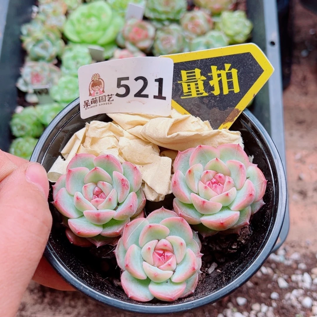 多肉植物多肉植物