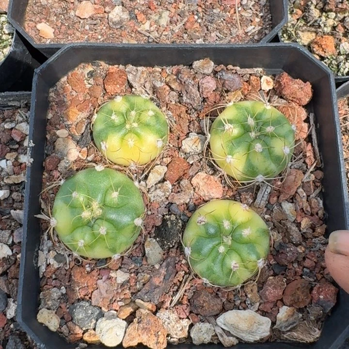 良宽锦一盆四颗仙人球