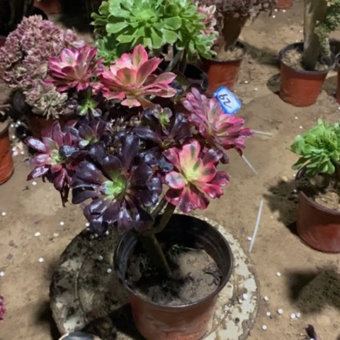 嫁接法师一物一拍