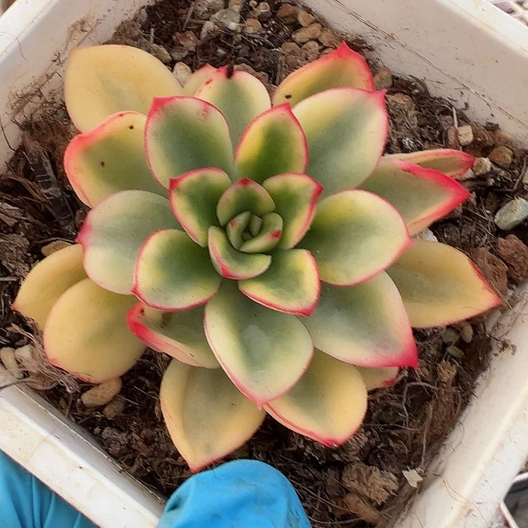 紫梦锦，覆轮锦多肉