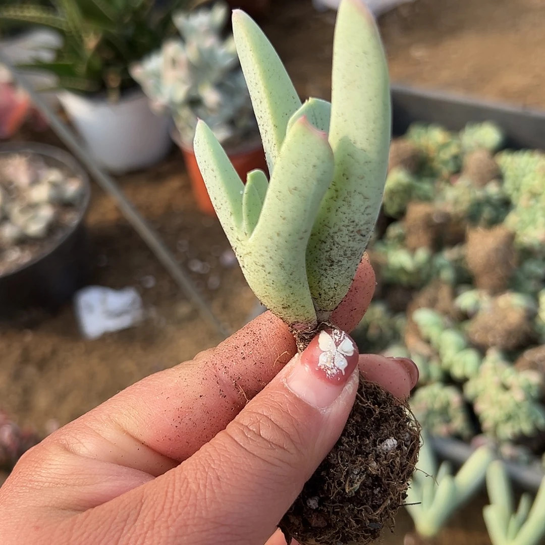 多肉植物兹光双头