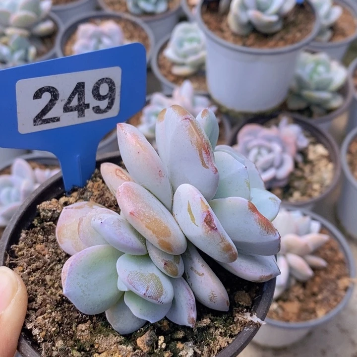 249特价瑕疵奶茶（38包邮新疆西藏不发。）