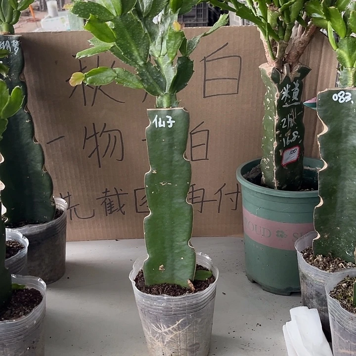 太***头当前无花朵，栽培后可花朵仙子