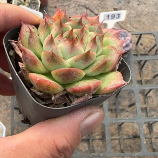 124海王多肉植物的
