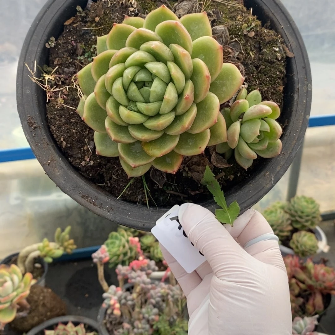 385白玫瑰一物一拍