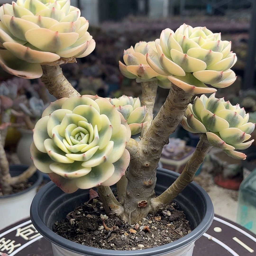 静***?玉蝶锦嫁接5头老桩