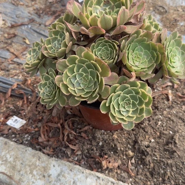 415粉花妖。多肉葡萄