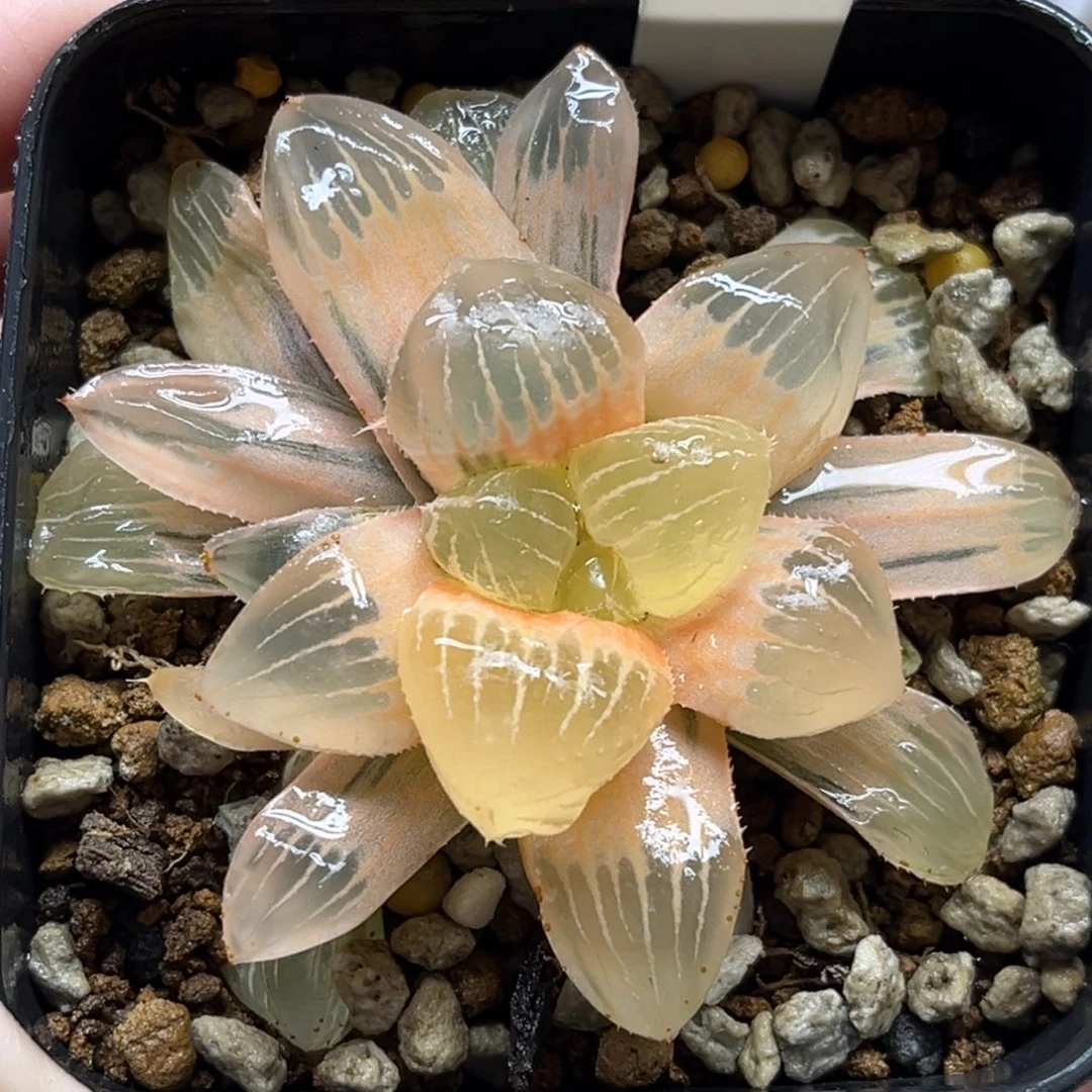 396糊斑糯玉露锦福利专场