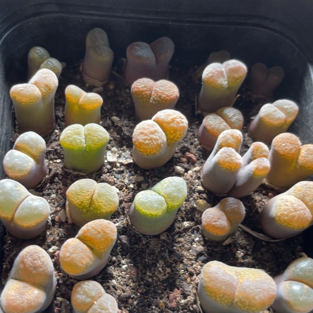 今晚大盆特价更新～18