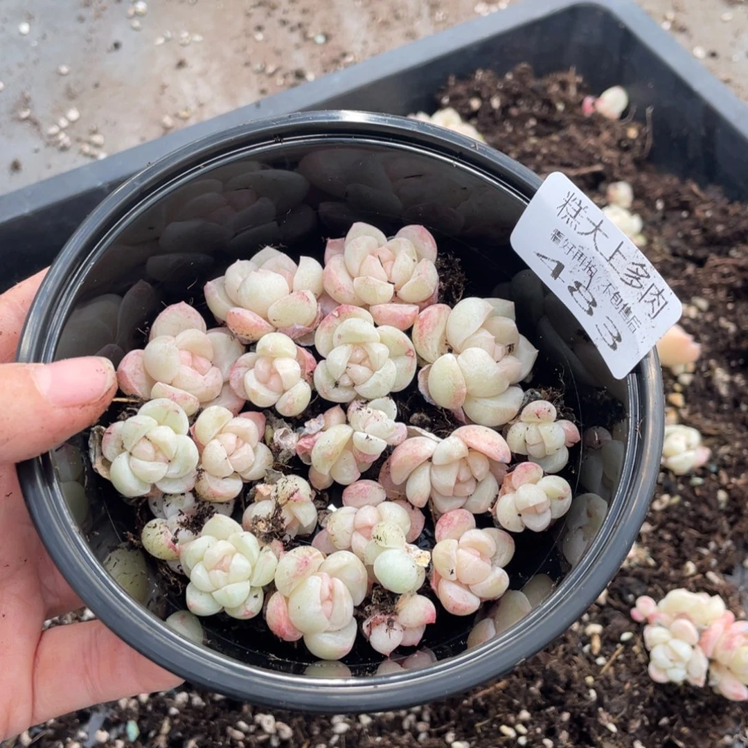 糕大上多肉植物483