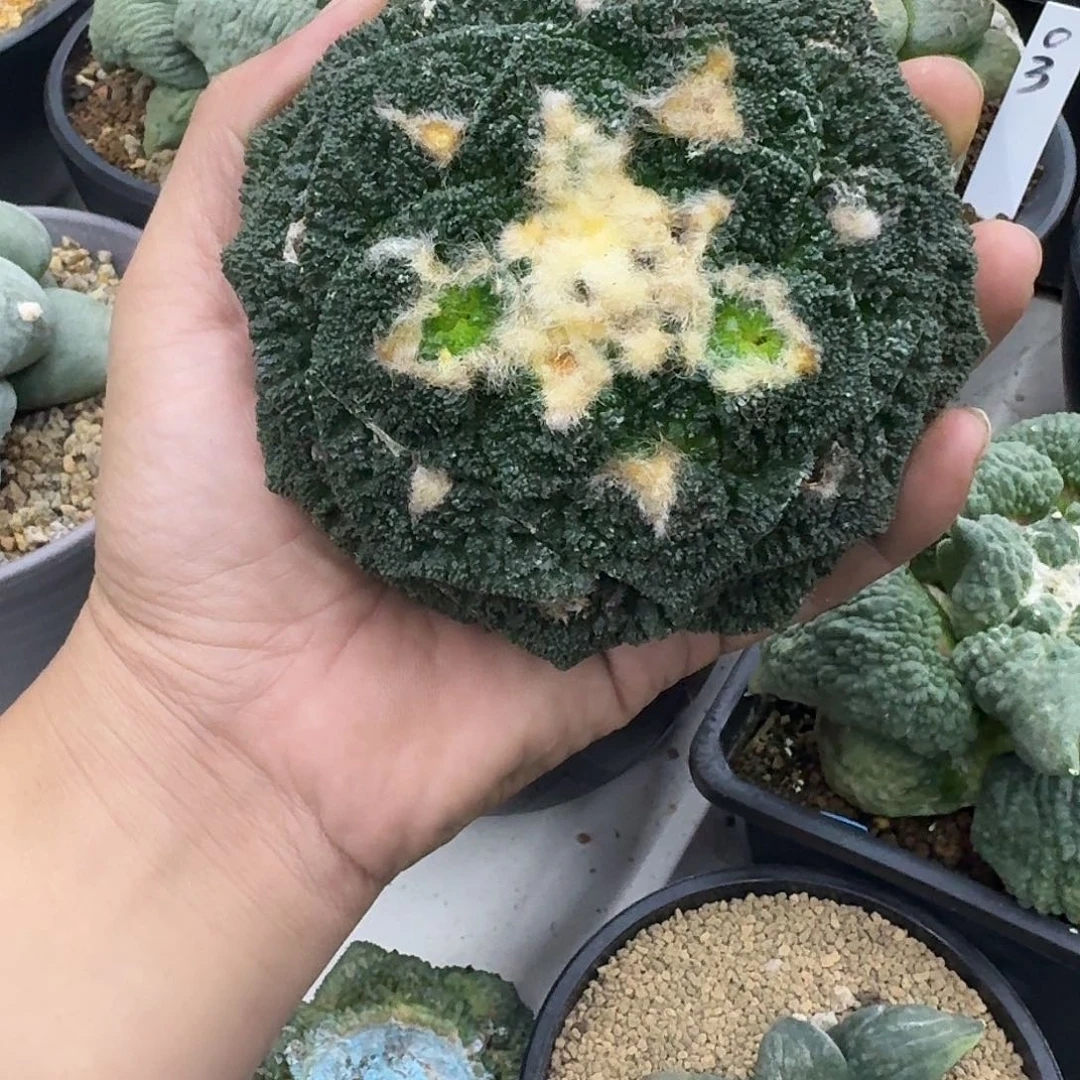 苗接自根哥斯拉牡丹，带未开根