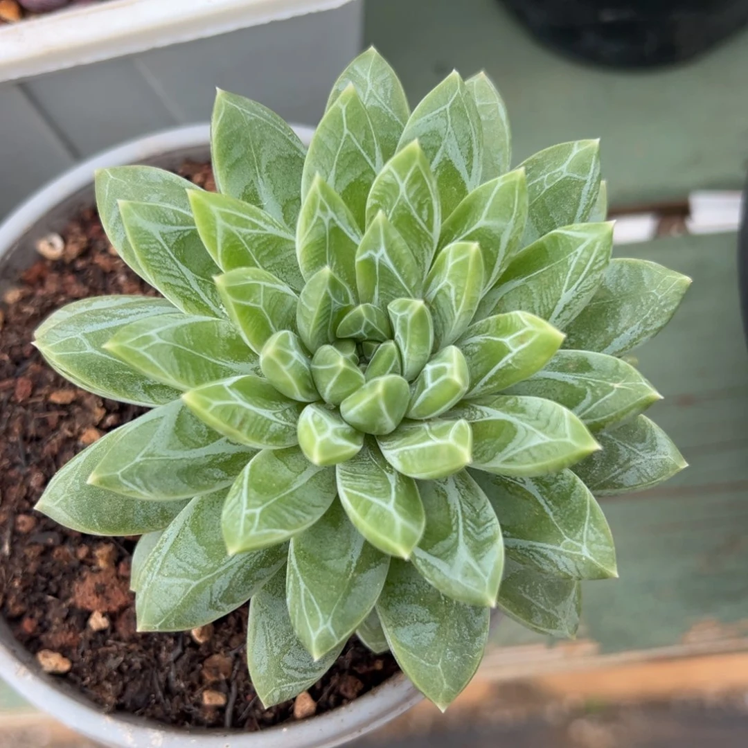 水晶萝莉多肉植物