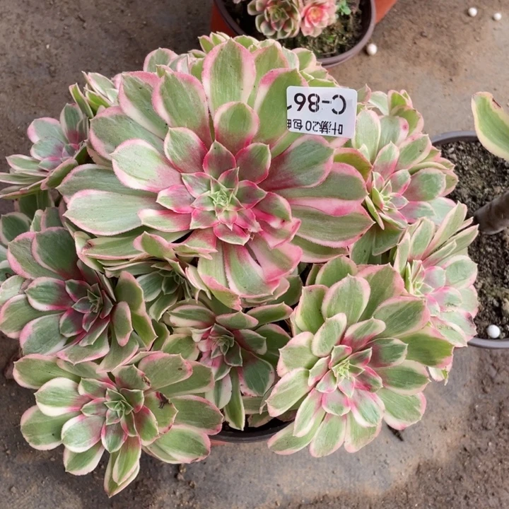 861孔雀翎多肉123446789