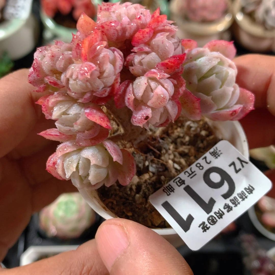 5CM拇指盆精控多肉YZ611