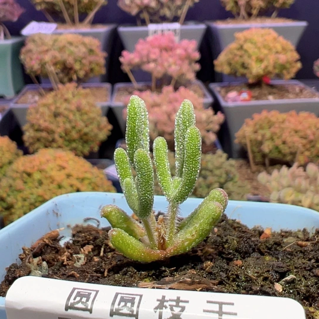 d264紫闪光锦枝干番杏