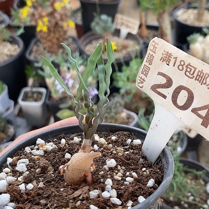 204一一一一海带弹簧草一一一一