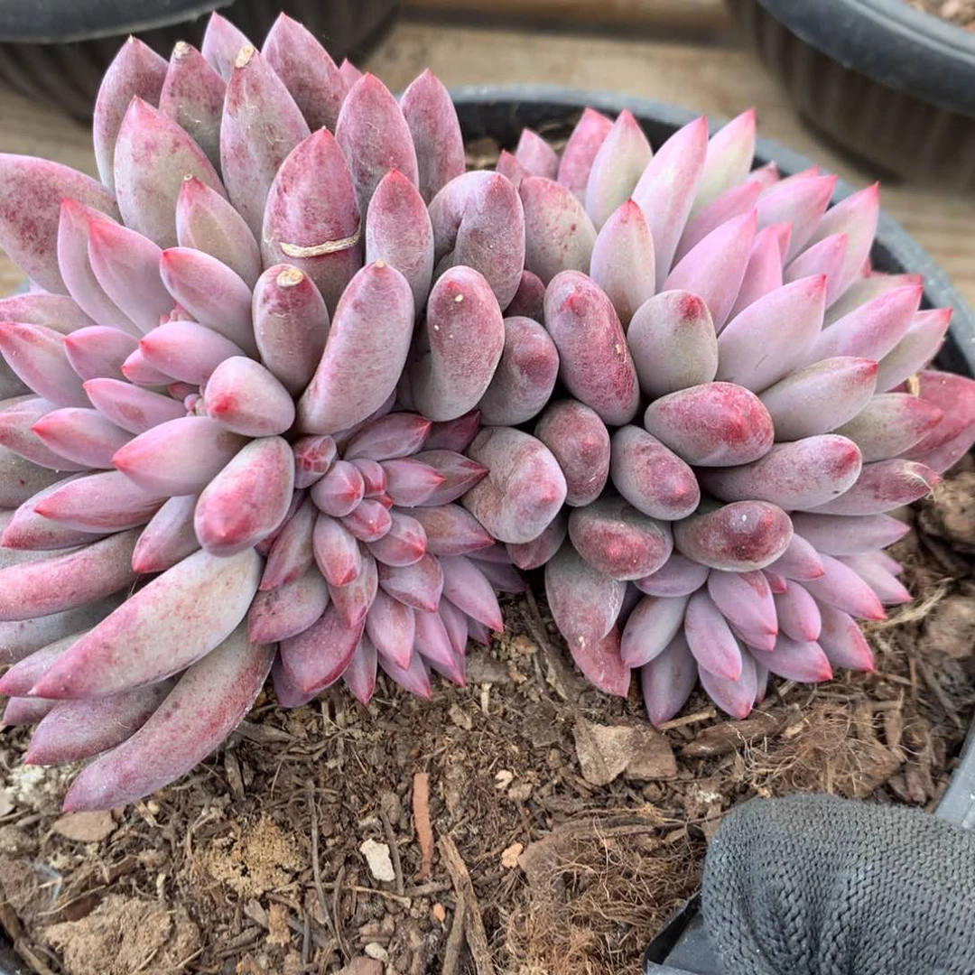 猫*?A753售后范围：签收起7天内，录开箱视频