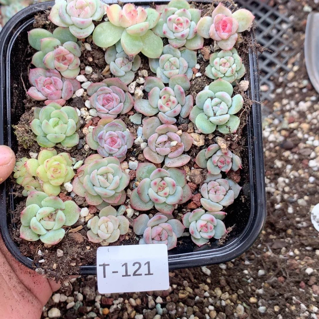 无花朵T121英语英语