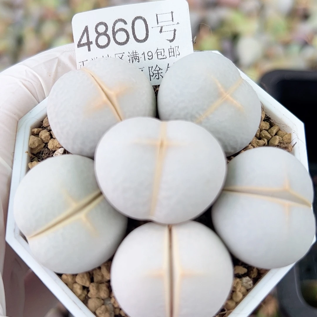 4860 好养易活生石花大母本