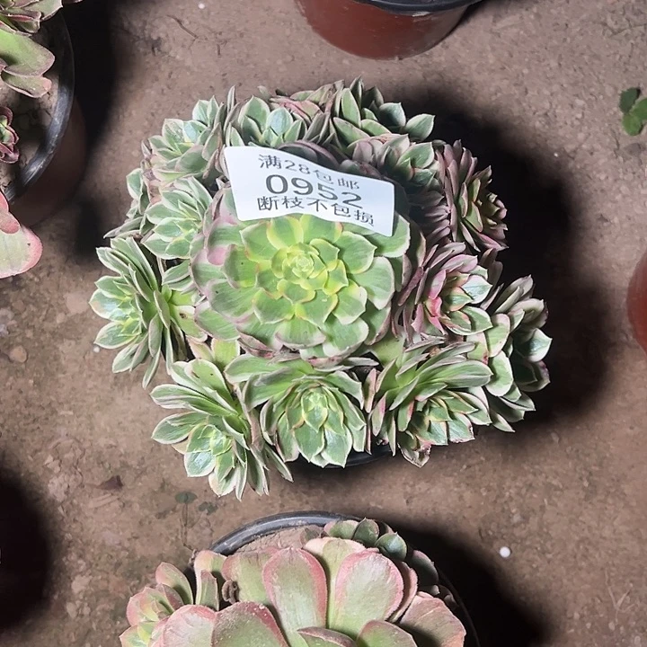 0952海王多肉植物