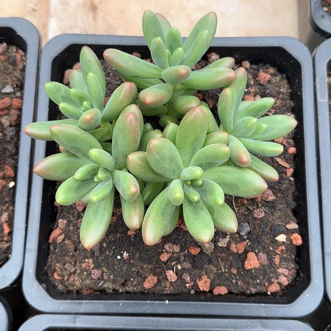 鲸落美人整无砍群生