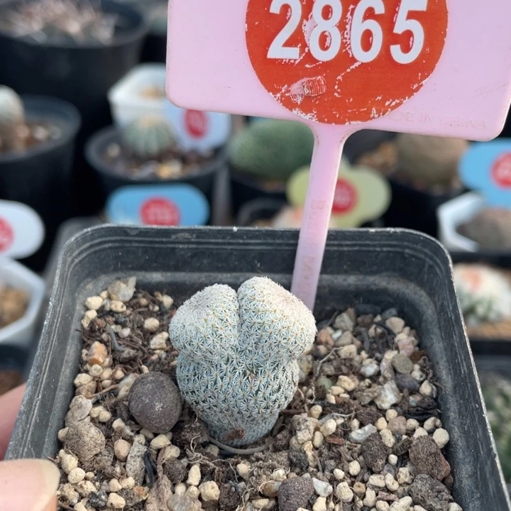 自根乌月28650000000