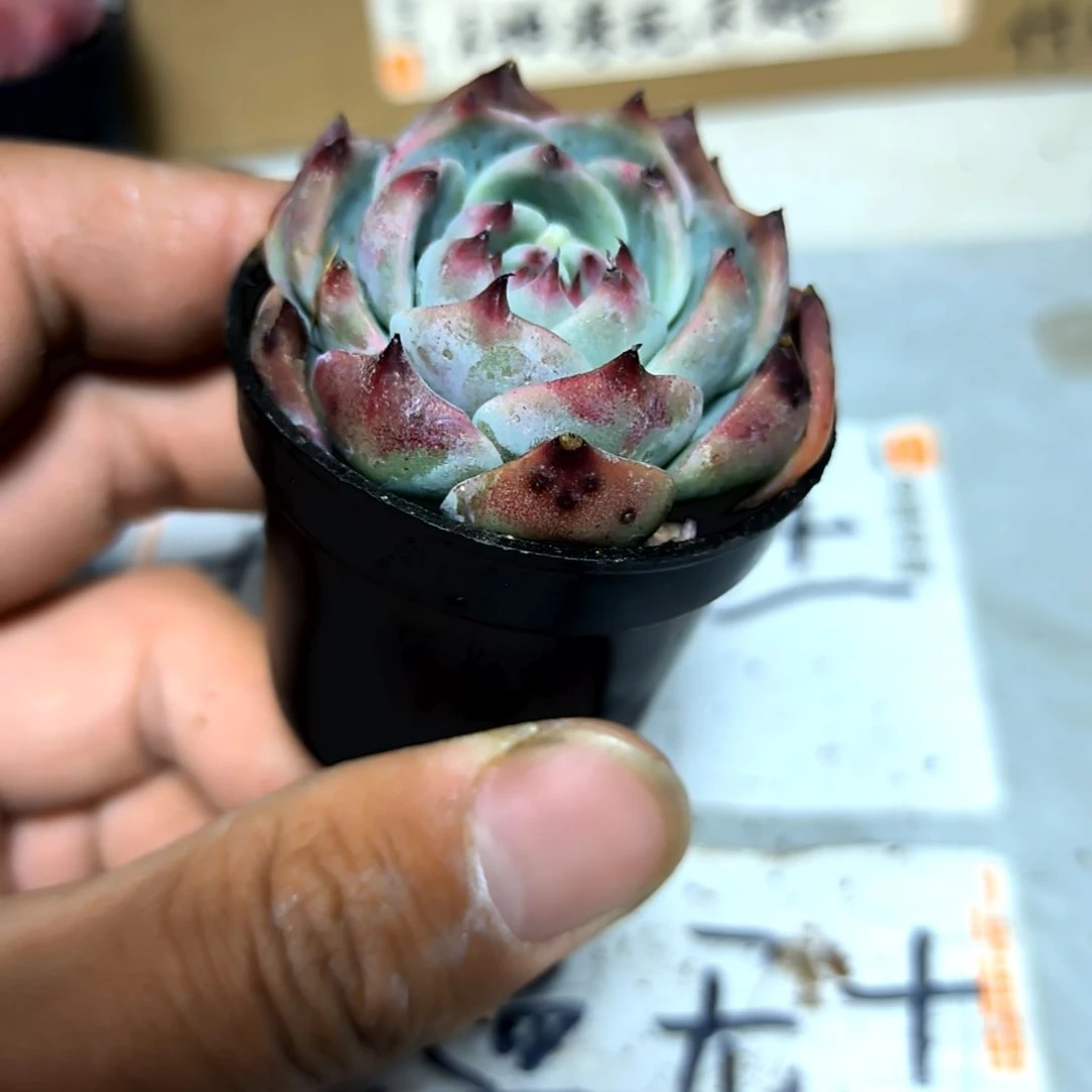 满6元包邮，水蜜桃吉娃娃拇指盆