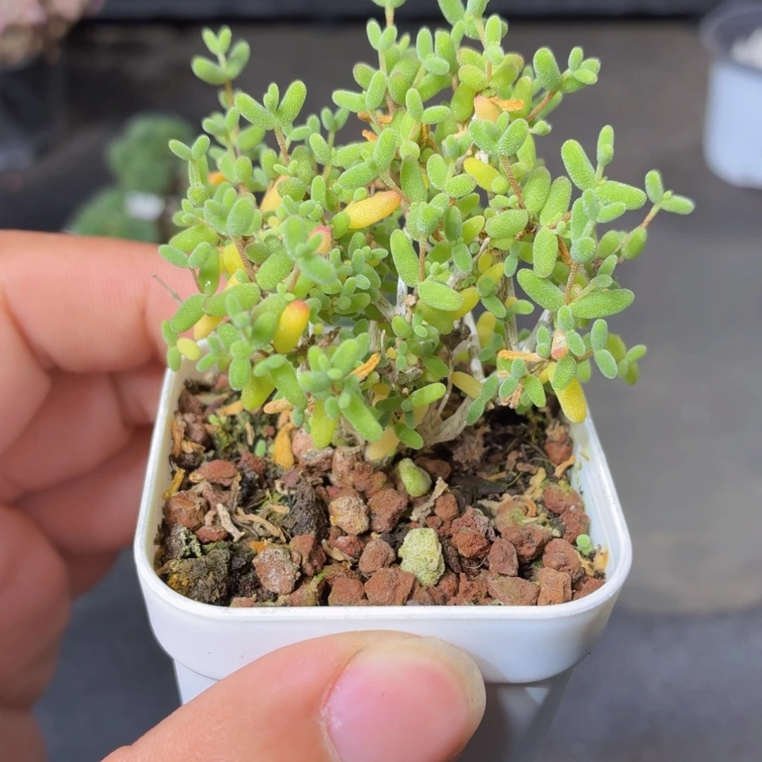 老桩糖球多肉9.9包邮发货