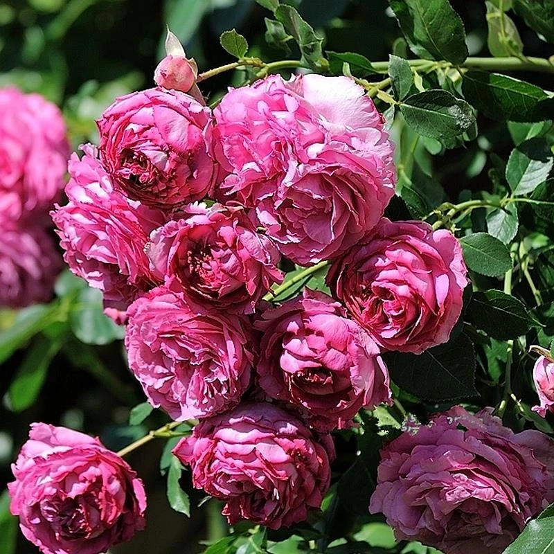 伊芙伯爵爬藤月季花大苗爬藤月季玫瑰盆栽庭院爬墙花卉