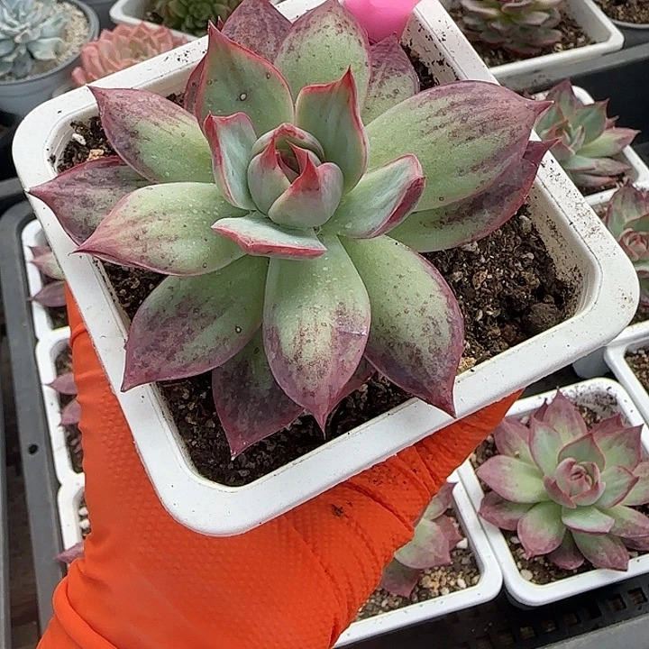 29 惊鸿仙子多肉植物