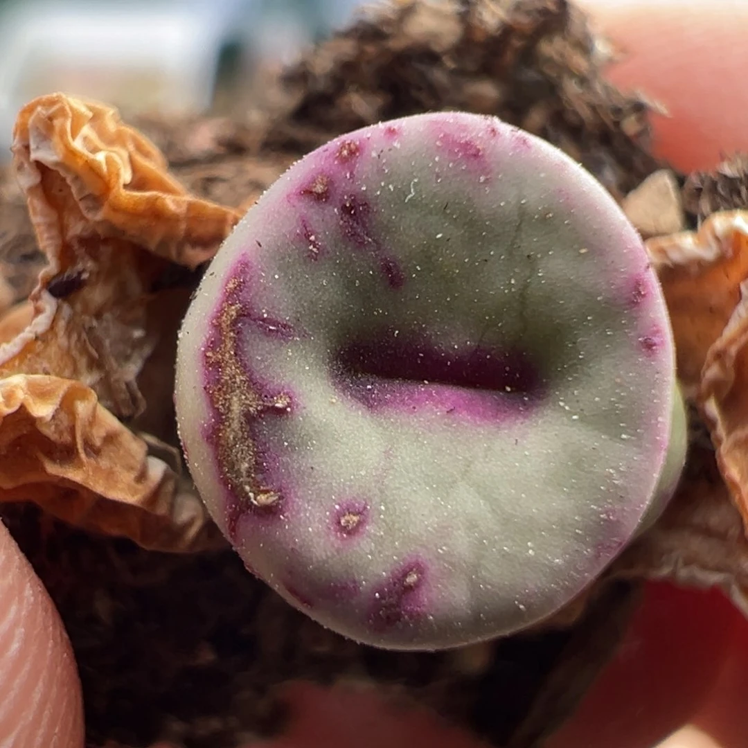 G7.6/1793。小红嘴干疤福利。