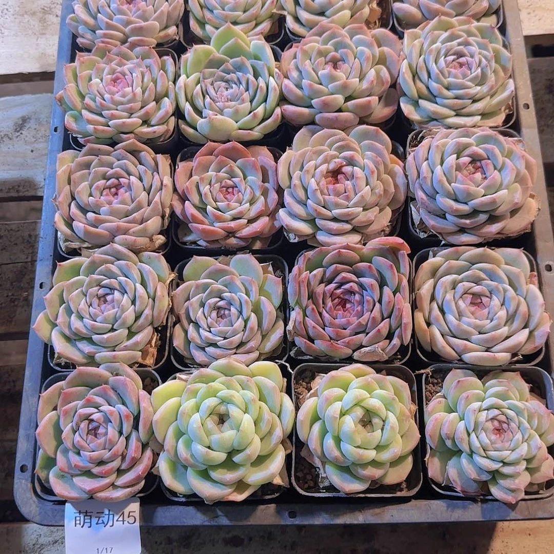 直播一物一拍多肉45