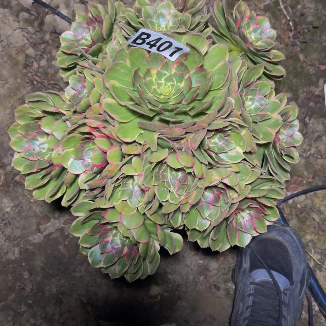 粉花妖26////28包邮