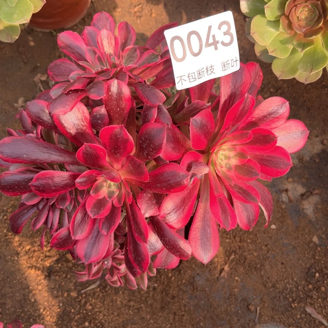 美杜莎老桩法师。