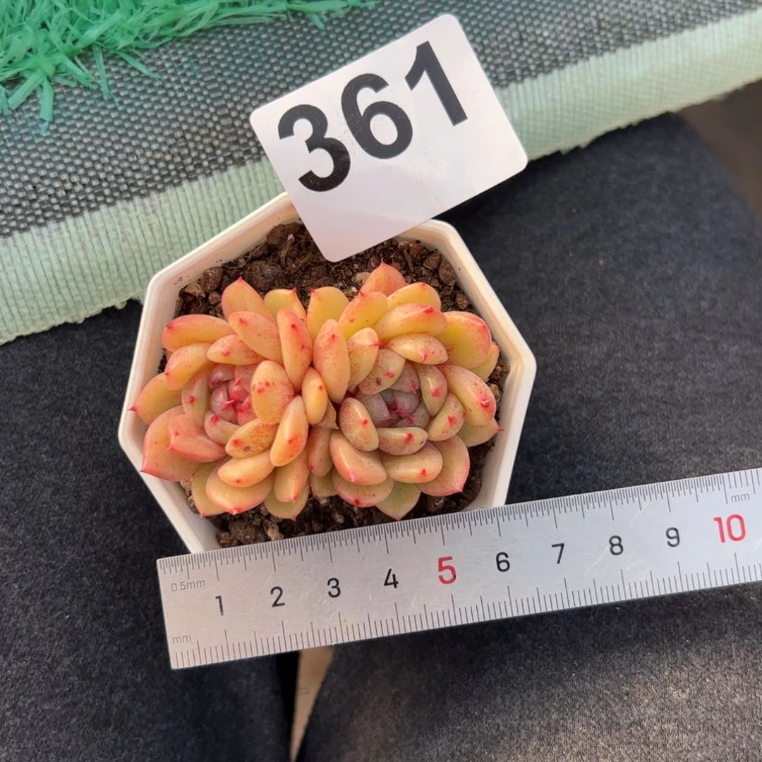 S****a361 多肉植物组合盆栽