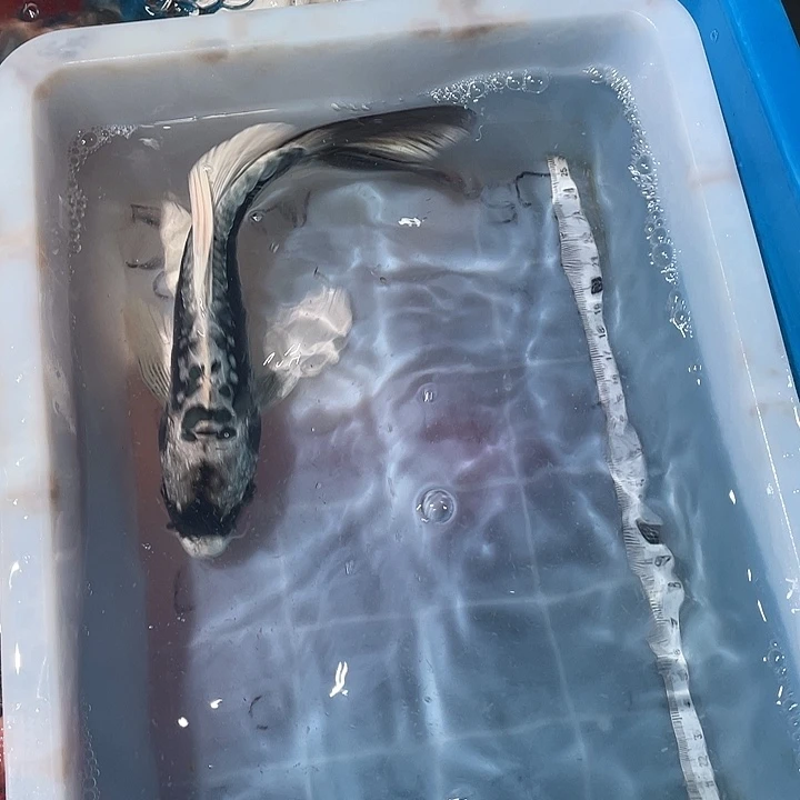 蝴蝶鲤鱼渔场直发52