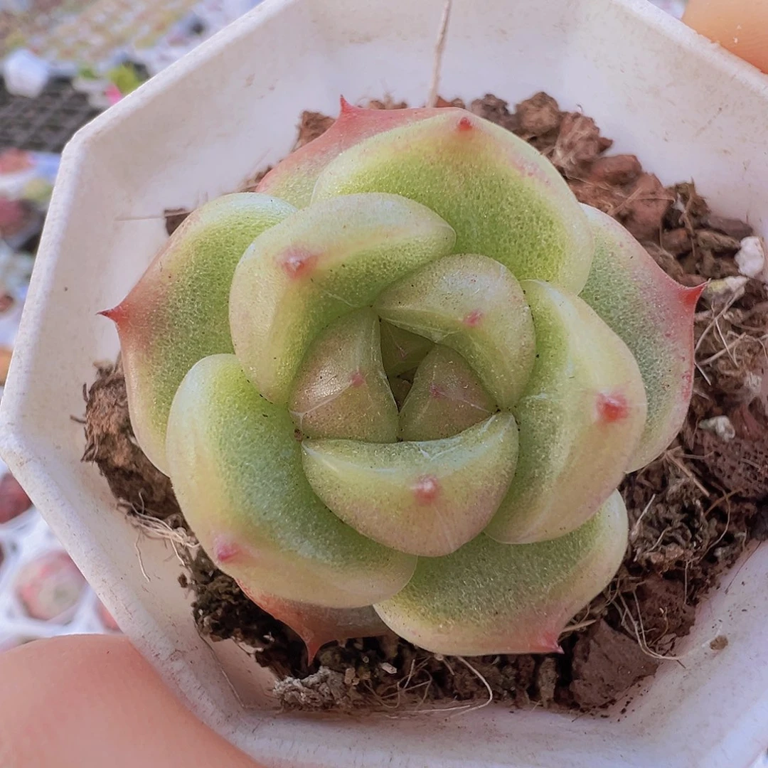 灯泡珍妮19包邮多肉植物