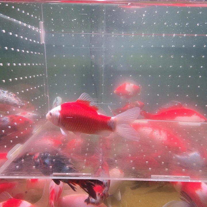 海水鱼品相自荐全场包邮