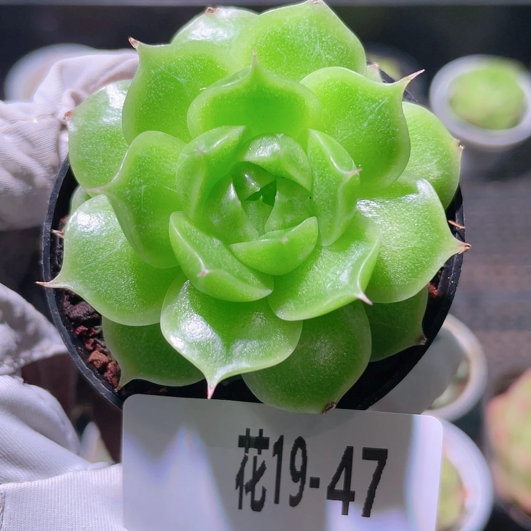 花利美19-47海王