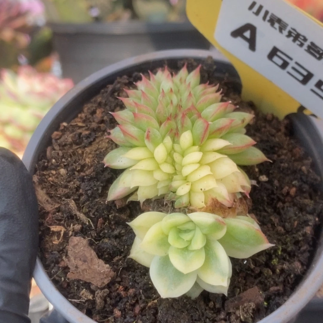 635东云杂锦锦锦锦锦