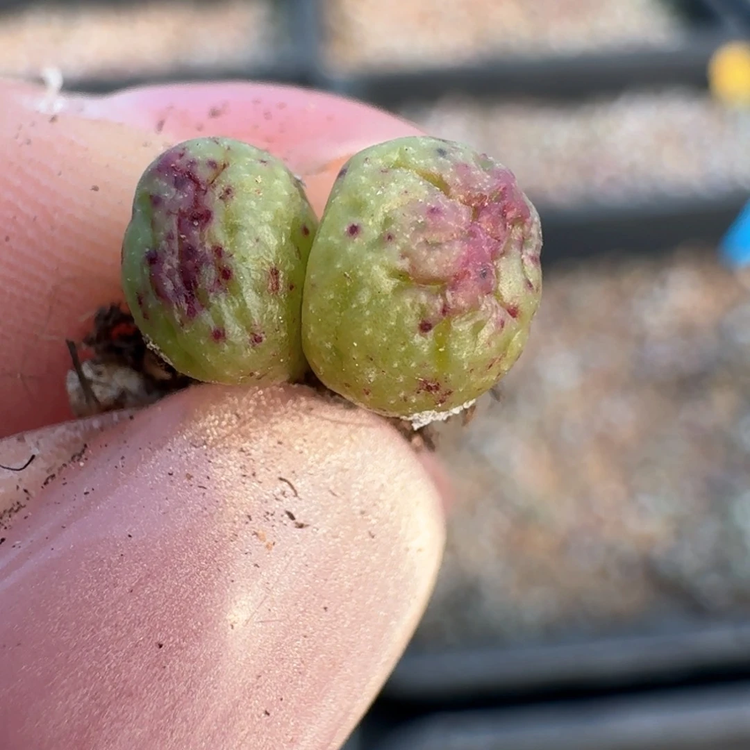 326花猫斑马000000