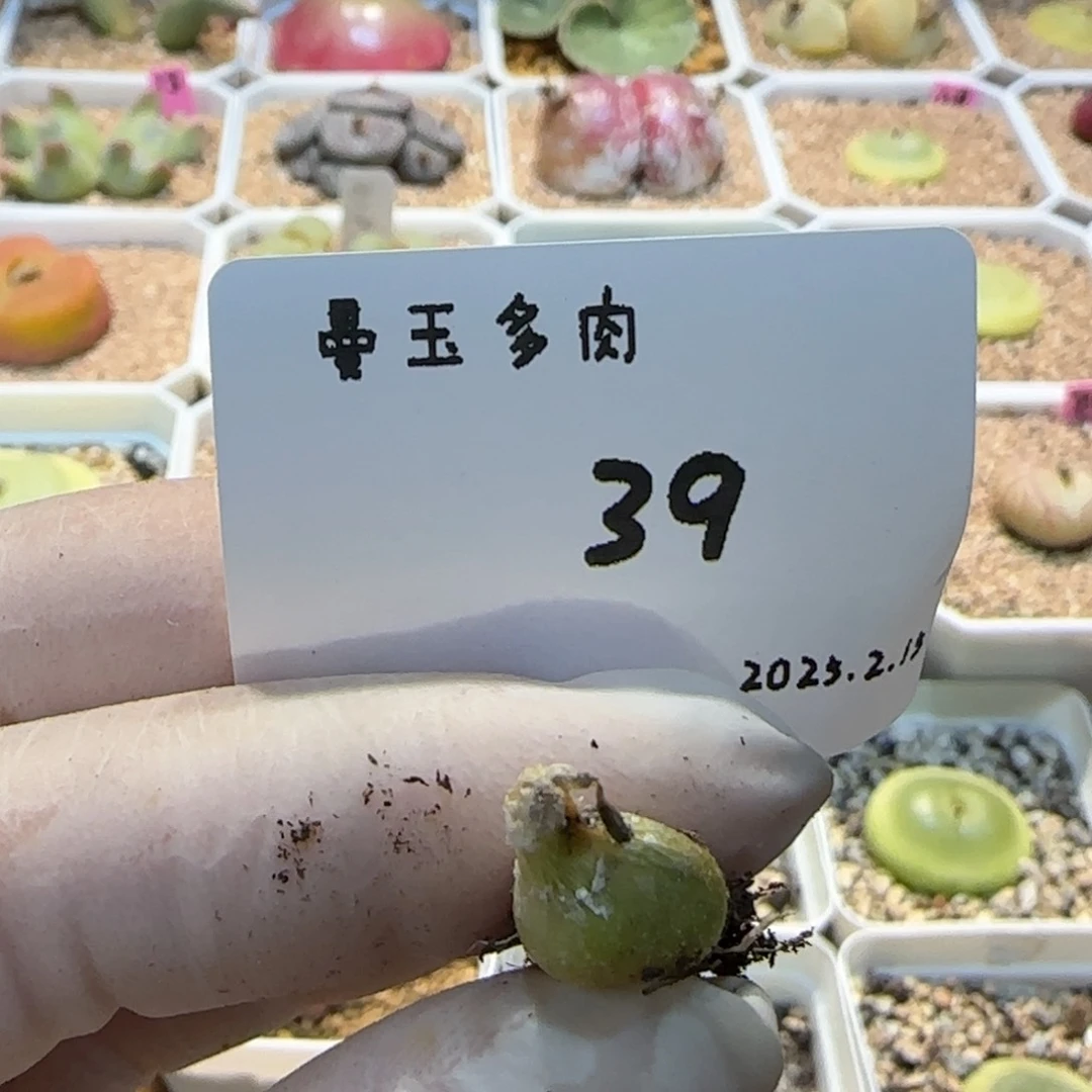 丁*多肉多肉多肉2.15-039