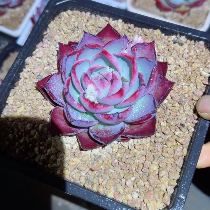 精品多肉植物老桩