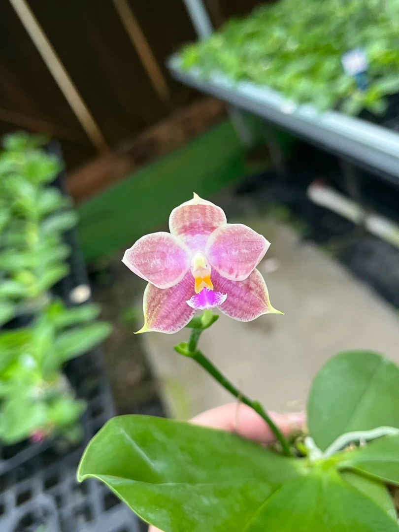 2.5寸 D03-苗【1.7升2.5 未出根】叶瑕 原生趣味兰