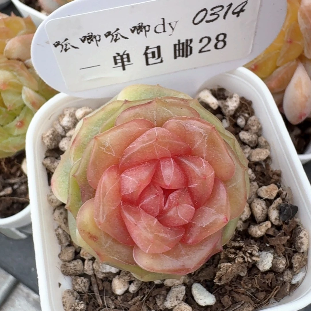 0214-028-彩色恋人