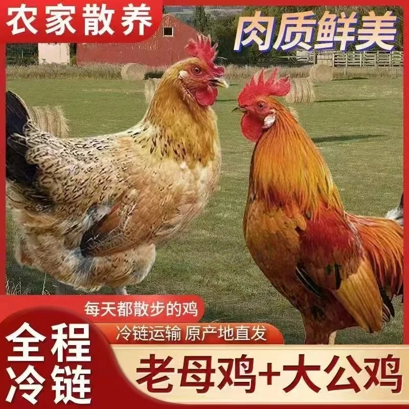 【买3只母鸡送1只公鸡】到手4只农家散养土鸡净重约9-10斤包邮到家