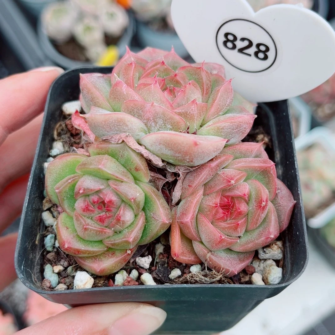 828号小老桩珍妮群