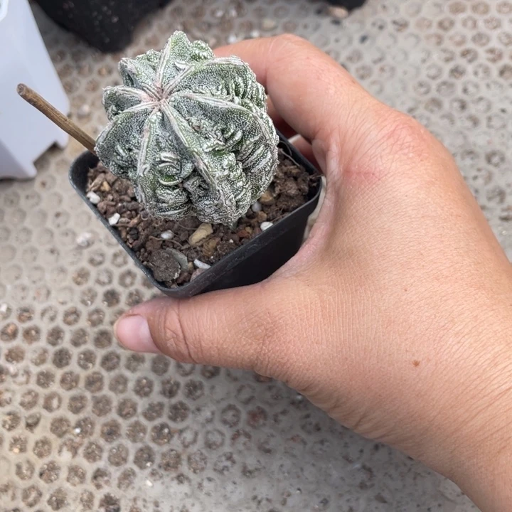 骑***了实生银沙核桃带盆发