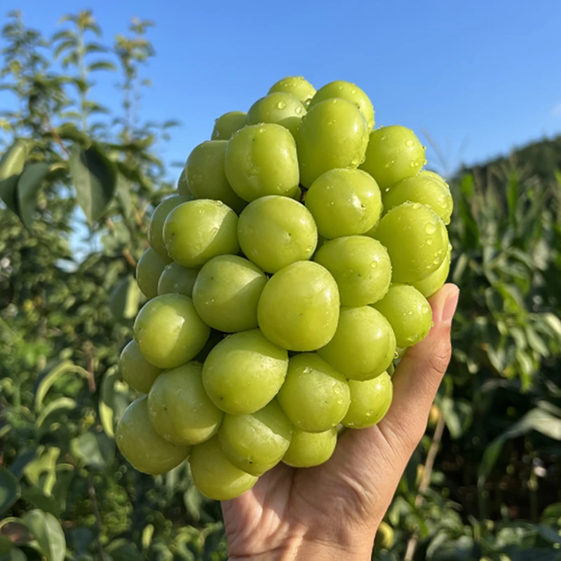 【19.8园/净重3.6-4斤大果】正宗阳光玫瑰晴王葡萄比克伦生甜 自然成熟颗粒饱满脆甜 有个别小果粒介意勿拍