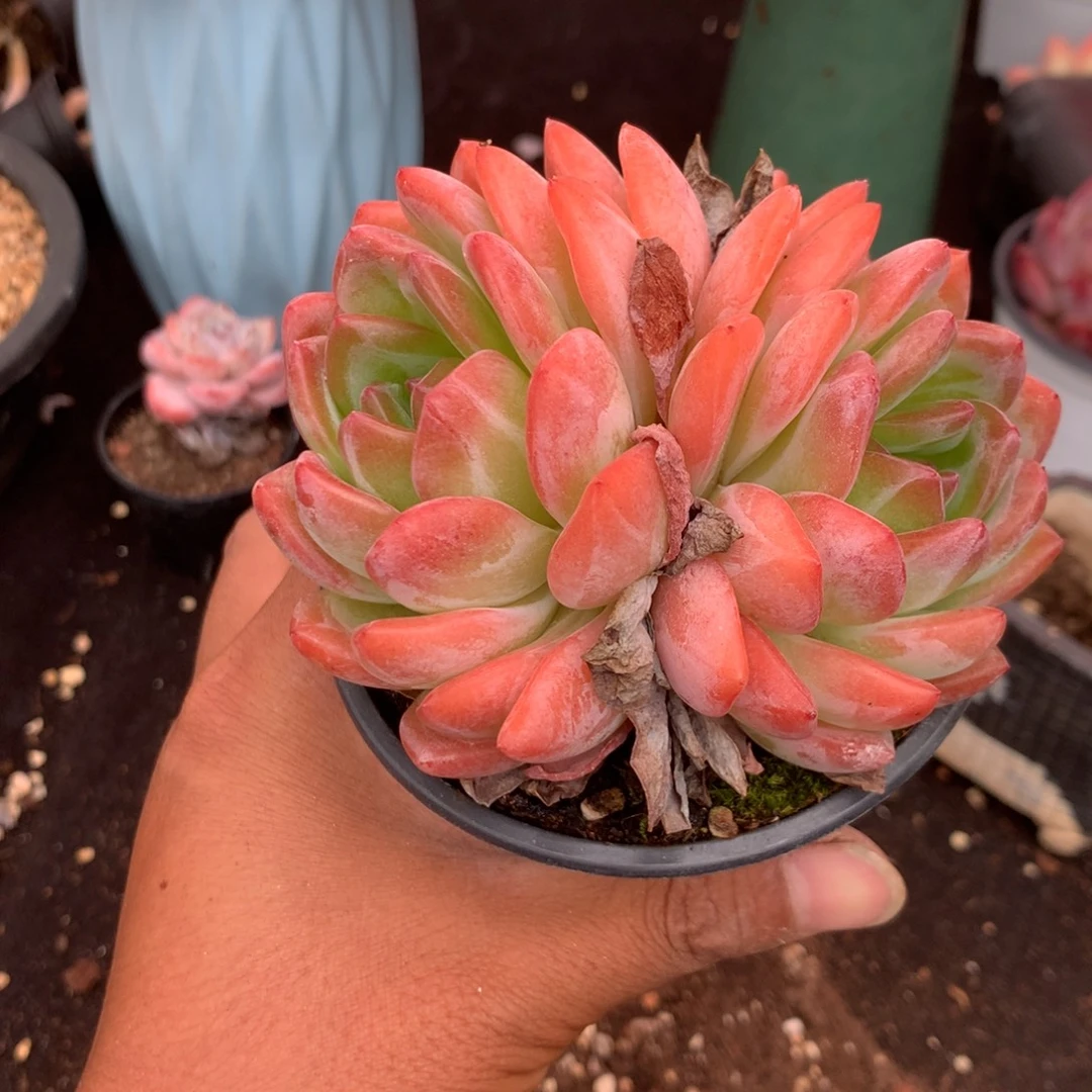 我们就能成为好老师哦笑